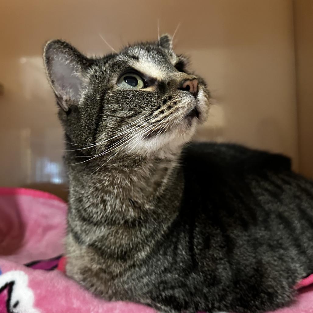 Enlarge Tammy, a Adoptable Domestic Short Hair in Washington Township, OH image 6/6
