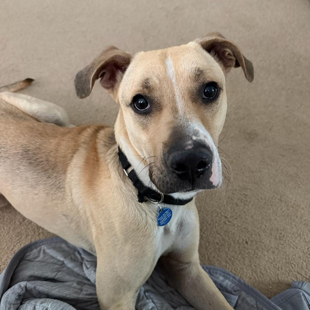 Orson, a Adoptable mixed breed in Apache Junction, AZ image 1/6