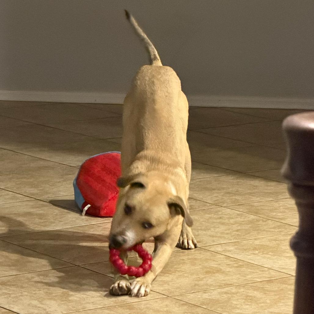 Orson, a Adoptable mixed breed in Apache Junction, AZ image 2/6
