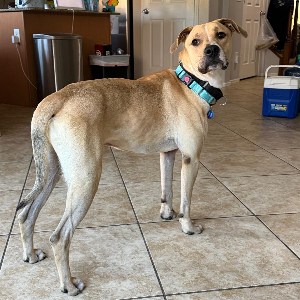 Orson, a Adoptable mixed breed in Apache Junction, AZ image 3/6