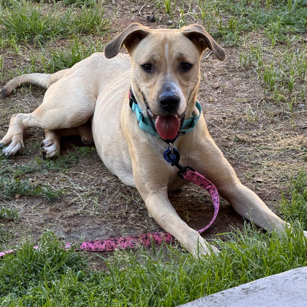Orson, a Adoptable mixed breed in Apache Junction, AZ image 5/6
