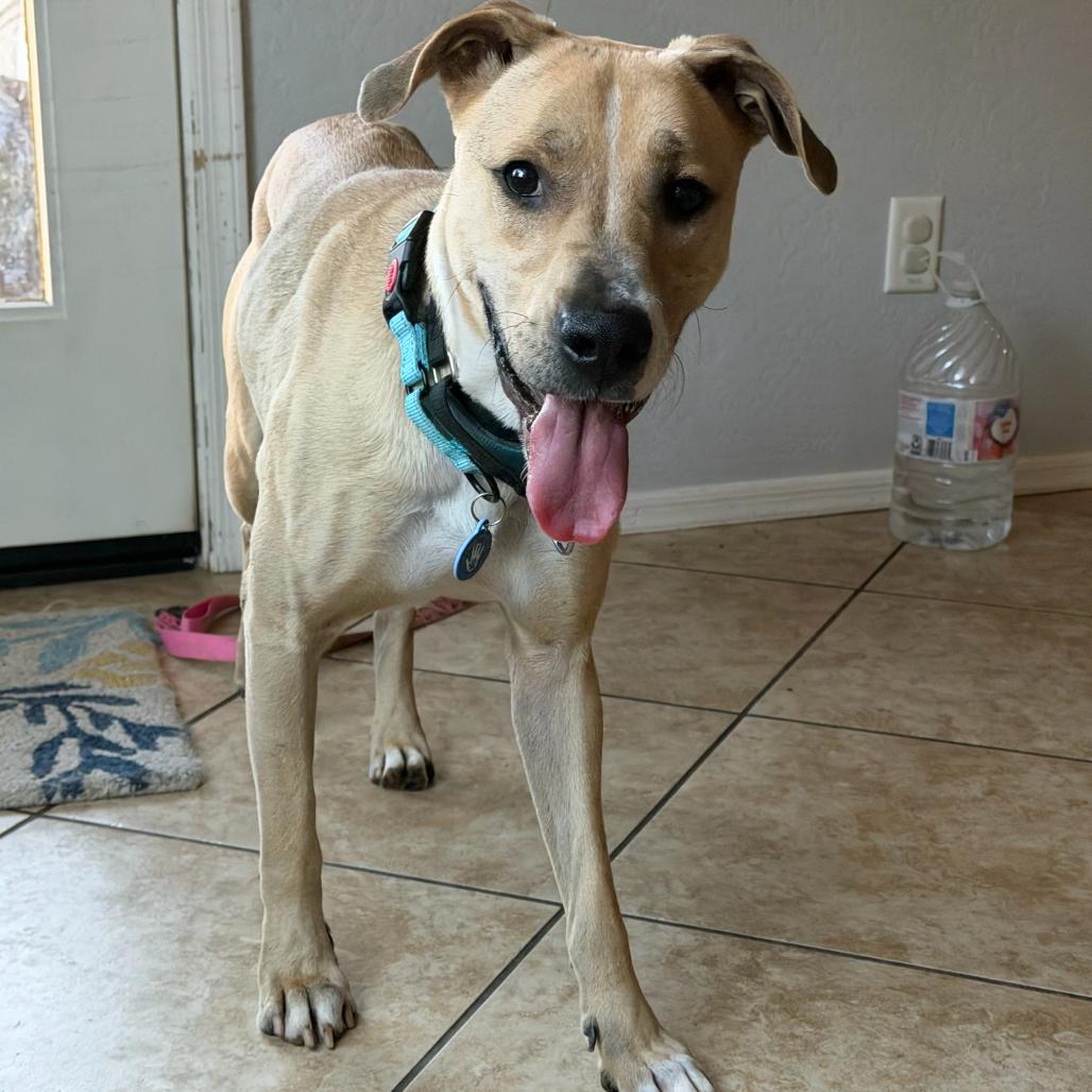 Orson, a Adoptable mixed breed in Apache Junction, AZ image 6/6