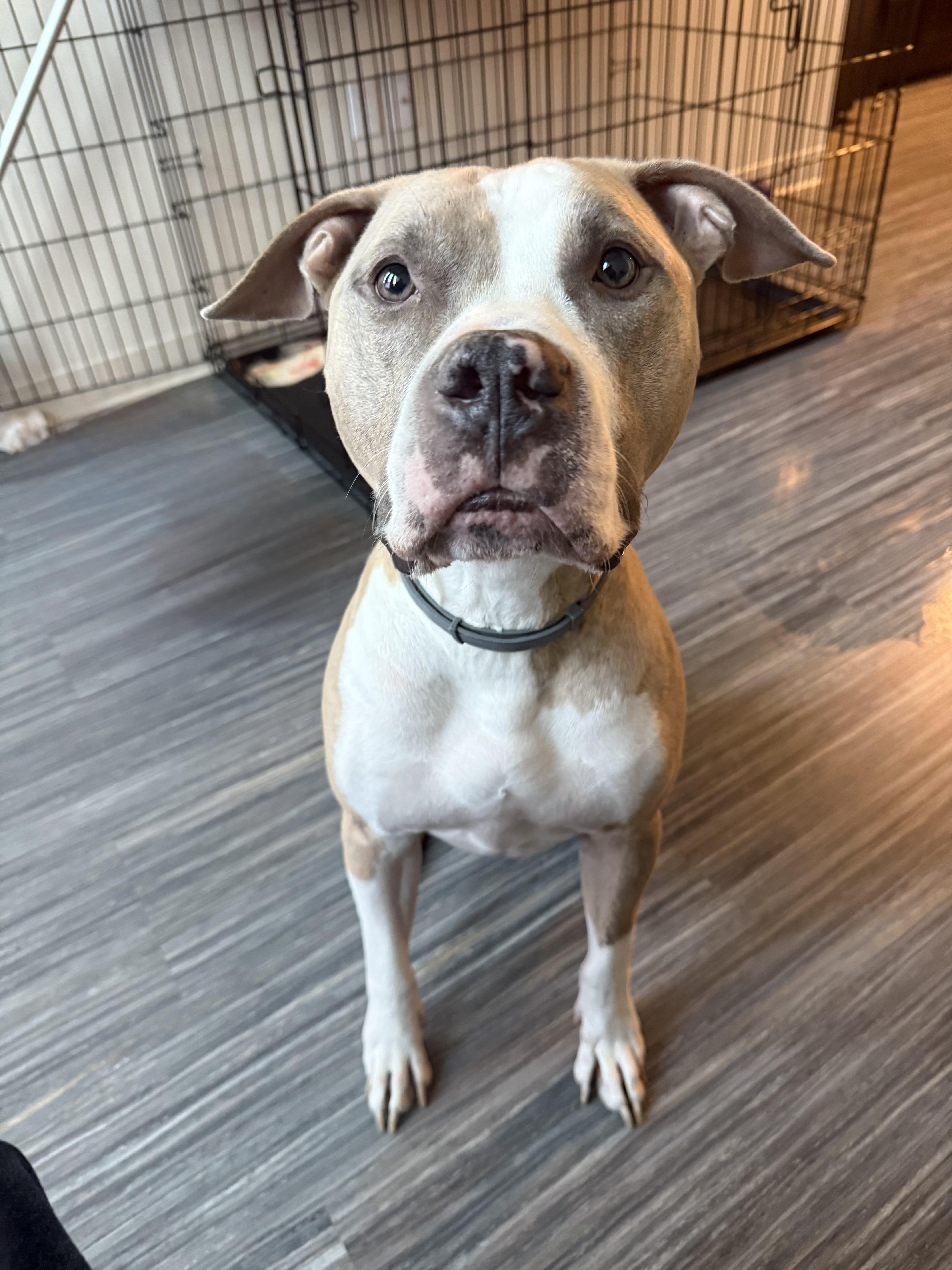 Deuce, an adopted Pit Bull Terrier in Pittsburgh, PA image 1/2