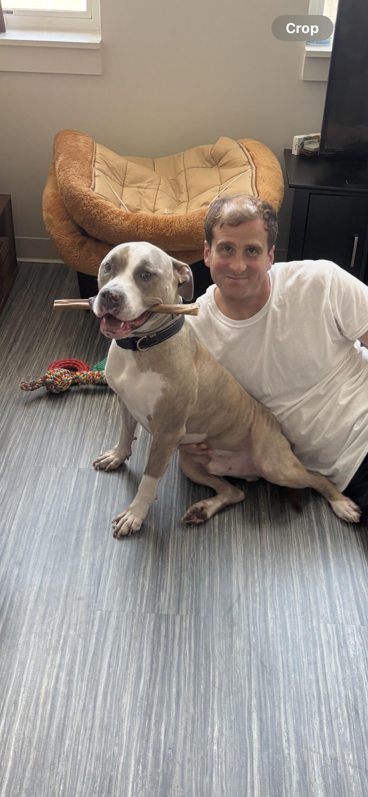 Deuce, an adopted Pit Bull Terrier in Pittsburgh, PA image 2/2