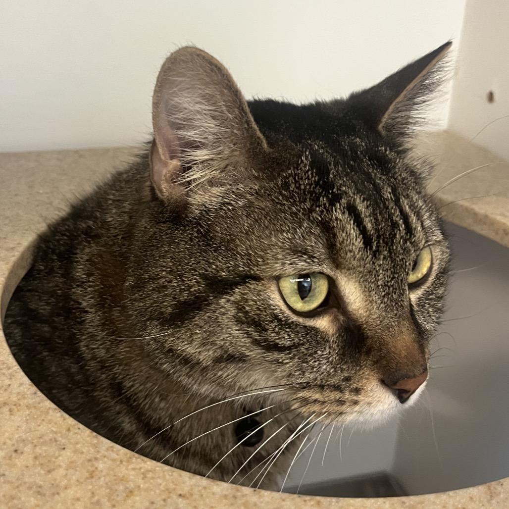 Loki, a Adoptable Domestic Medium Hair in Park City, UT image 1/3