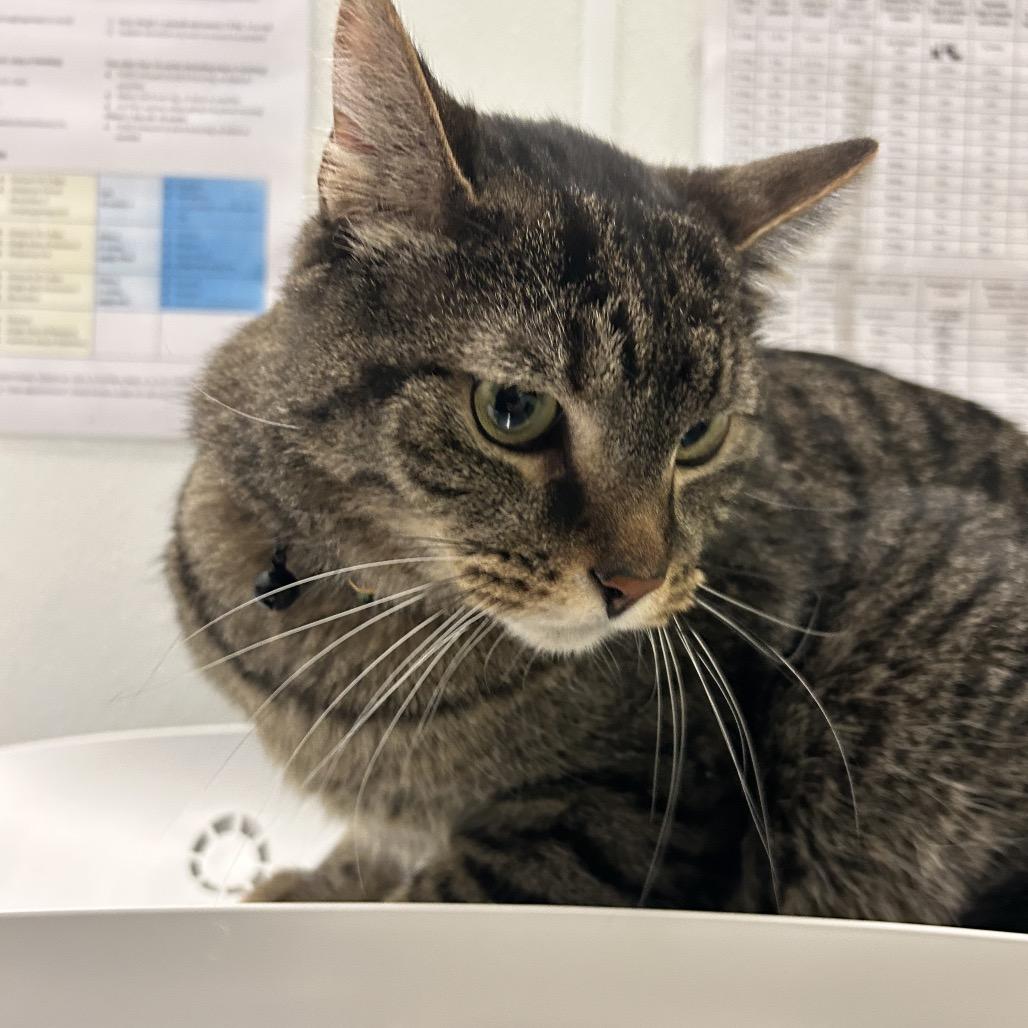 Loki, a Adoptable Domestic Medium Hair in Park City, UT image 2/3