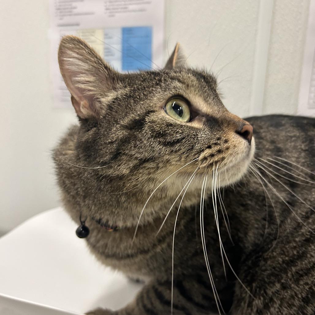 Loki, a Adoptable Domestic Medium Hair in Park City, UT image 3/3
