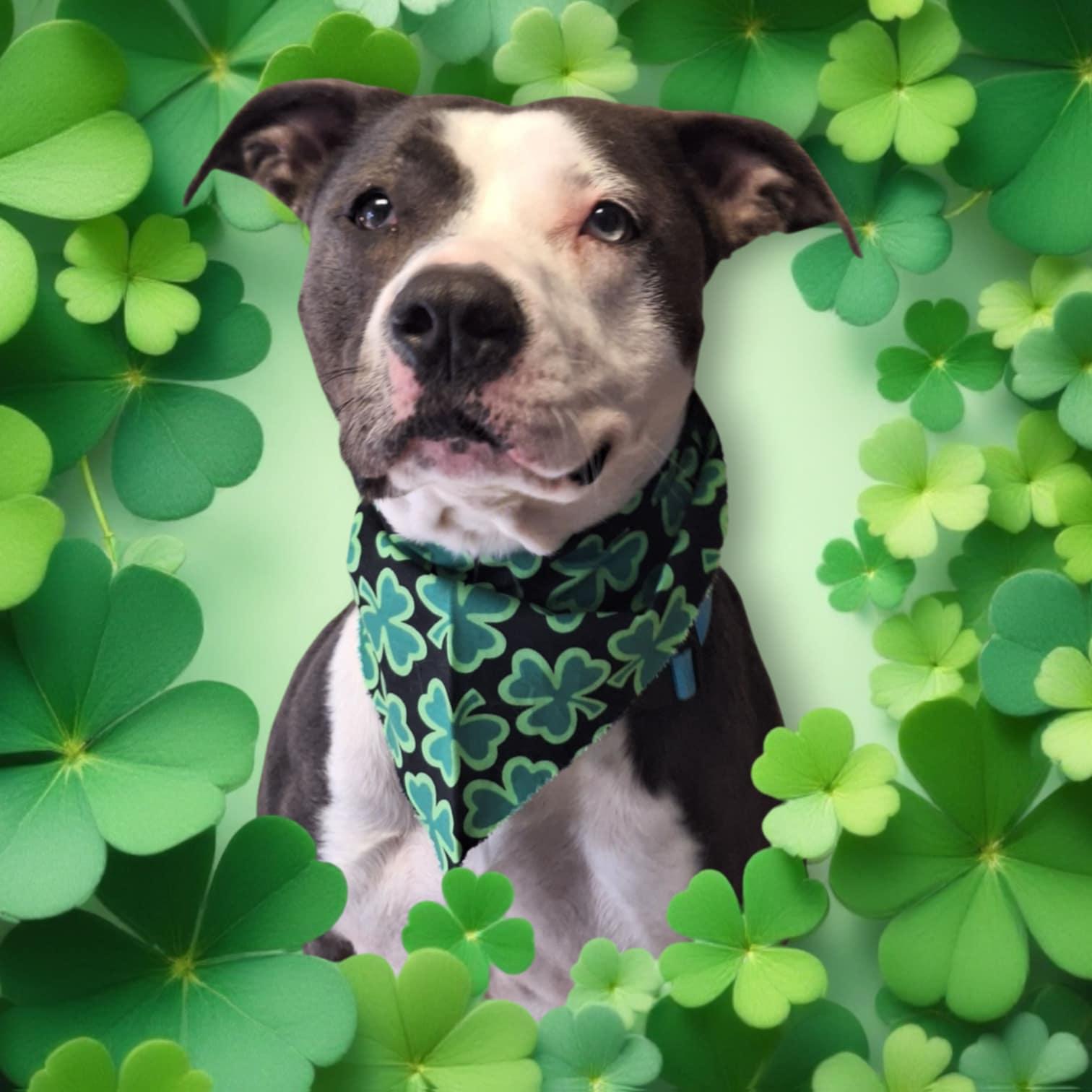 Enlarge Sadie, a Adoptable Pit Bull Terrier in Anderson, IN image 3/6