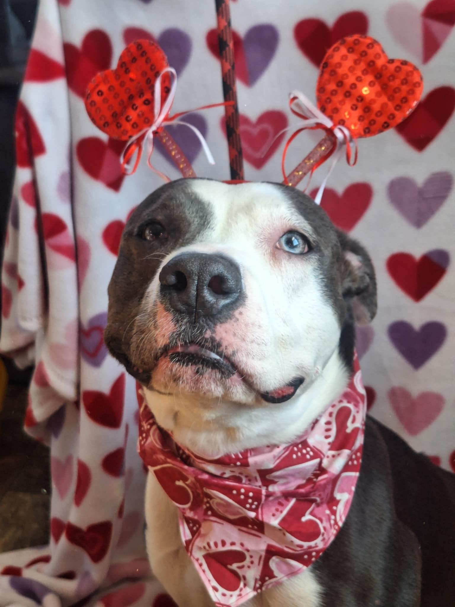 Enlarge Sadie, a Adoptable Pit Bull Terrier in Anderson, IN image 4/6