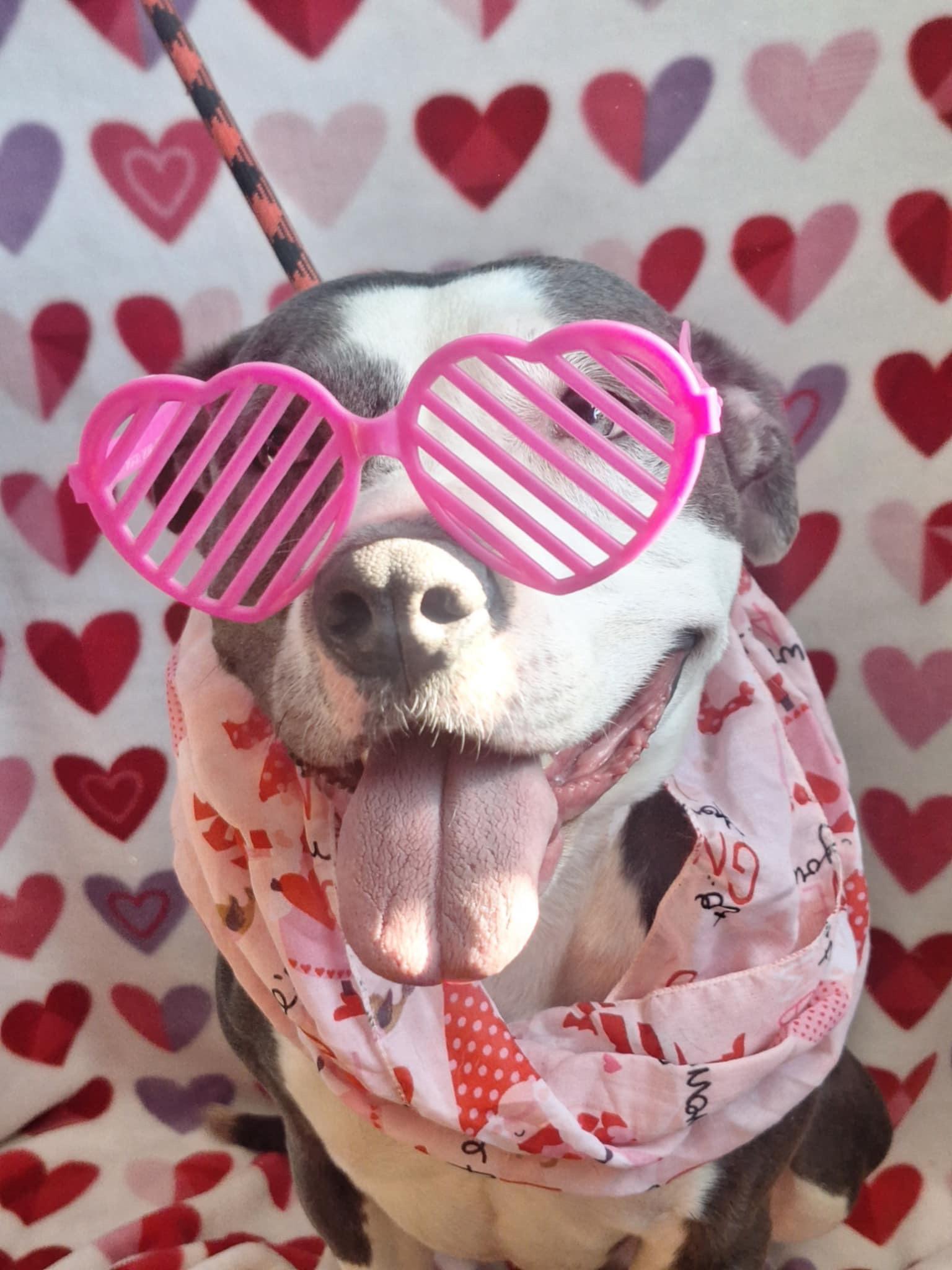 Enlarge Sadie, a Adoptable Pit Bull Terrier in Anderson, IN image 5/6