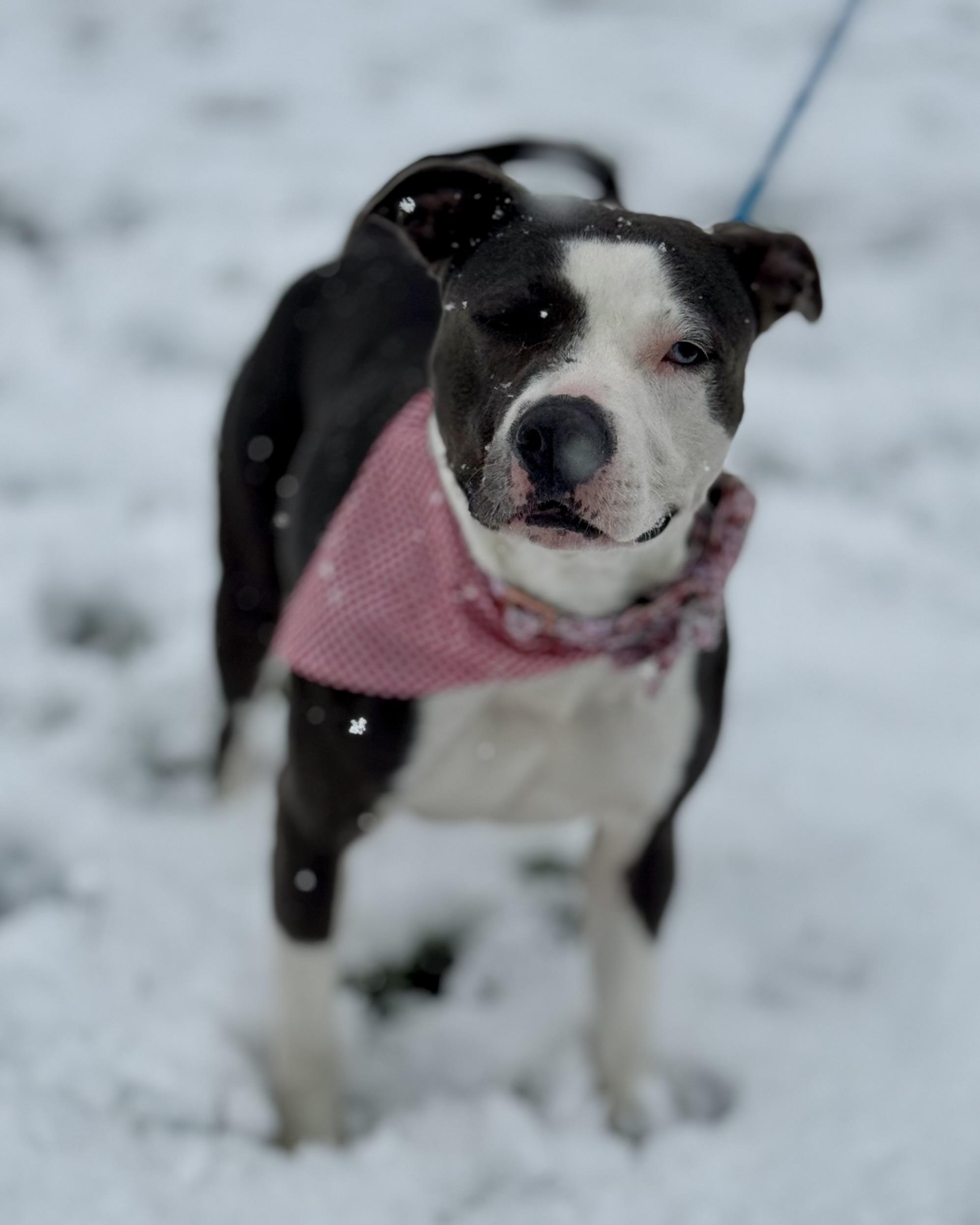 Enlarge Sadie, a Adoptable Pit Bull Terrier in Anderson, IN image 6/6