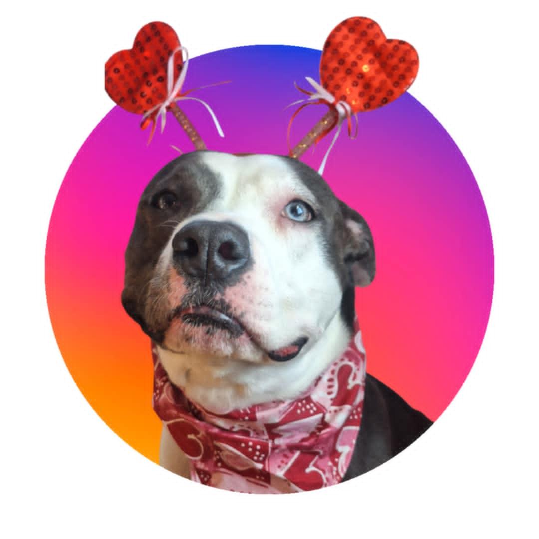 Enlarge Sadie, a Adoptable Pit Bull Terrier in Anderson, IN image 1/6