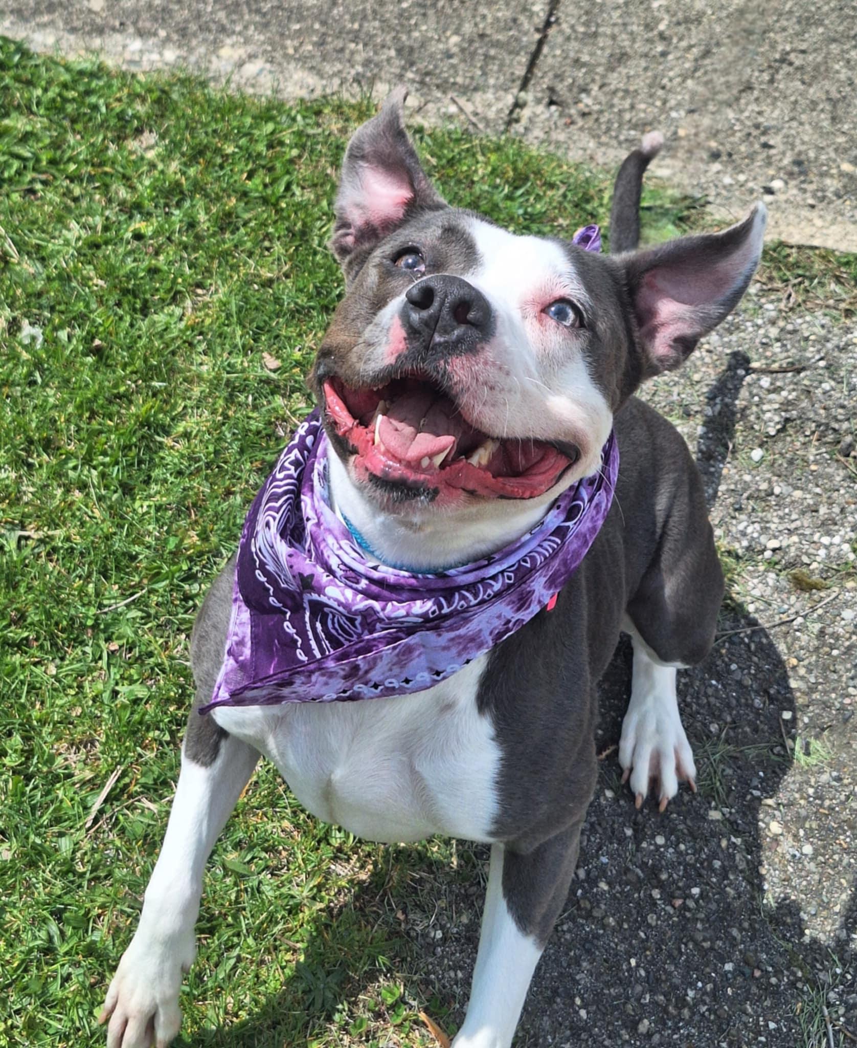 Enlarge Sadie, a Adoptable Pit Bull Terrier in Anderson, IN image 2/6