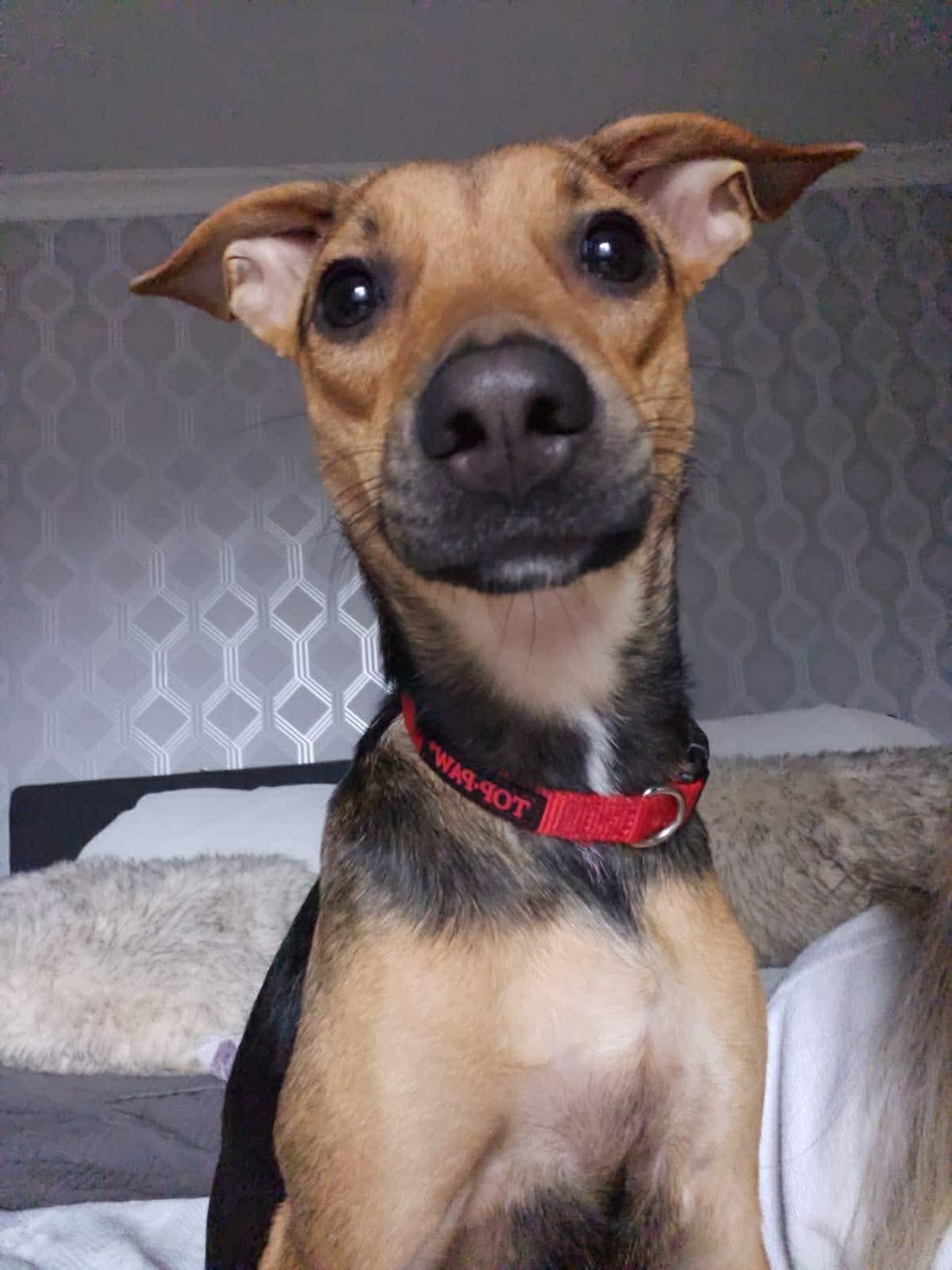 Enlarge Pearletta, an adoptable Black Mouth Cur in Etobicoke, ON image 2/6