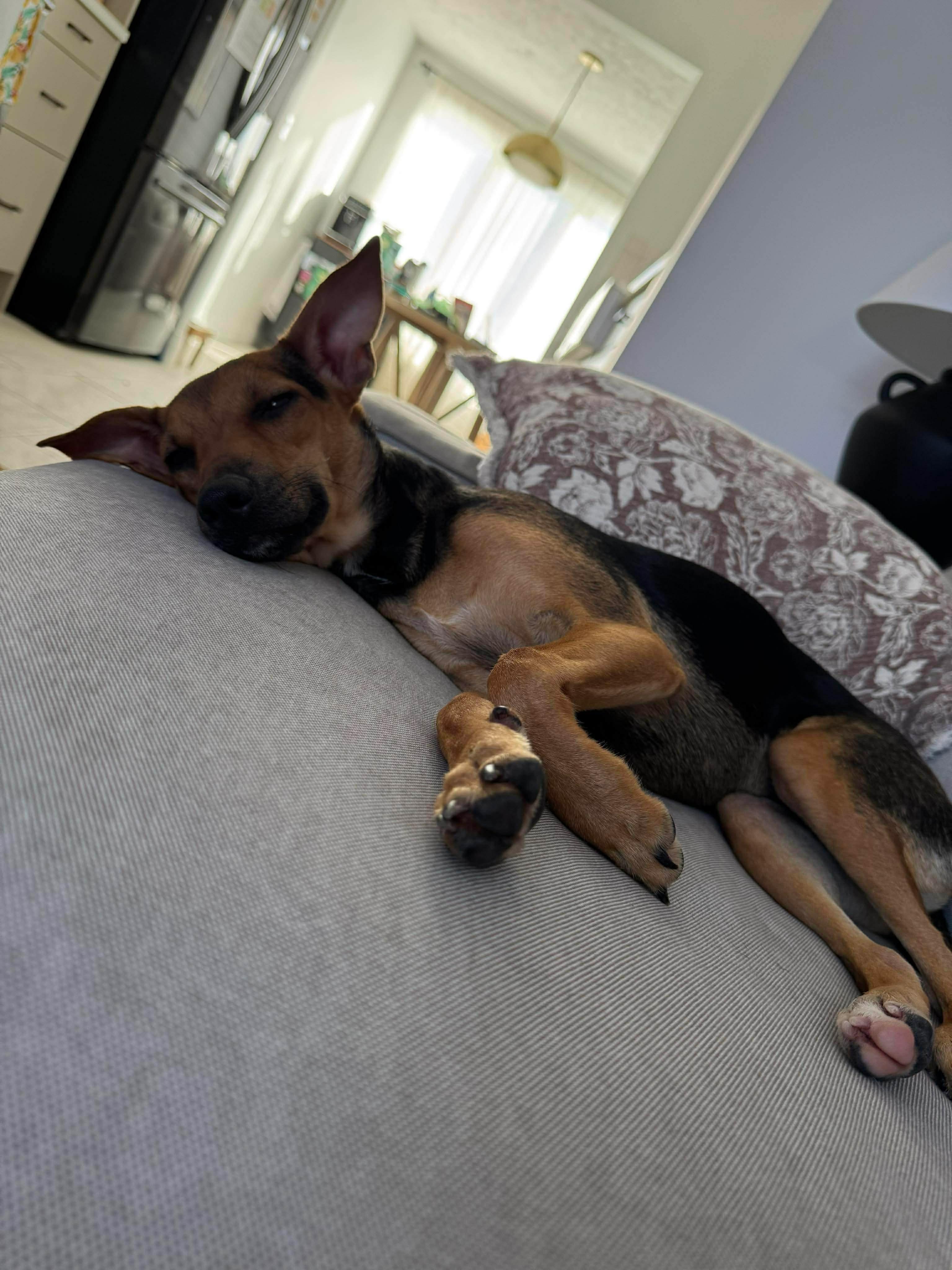 Pearletta, a ADOPTABLE Mixed Breed in Etobicoke, ON image 3/3