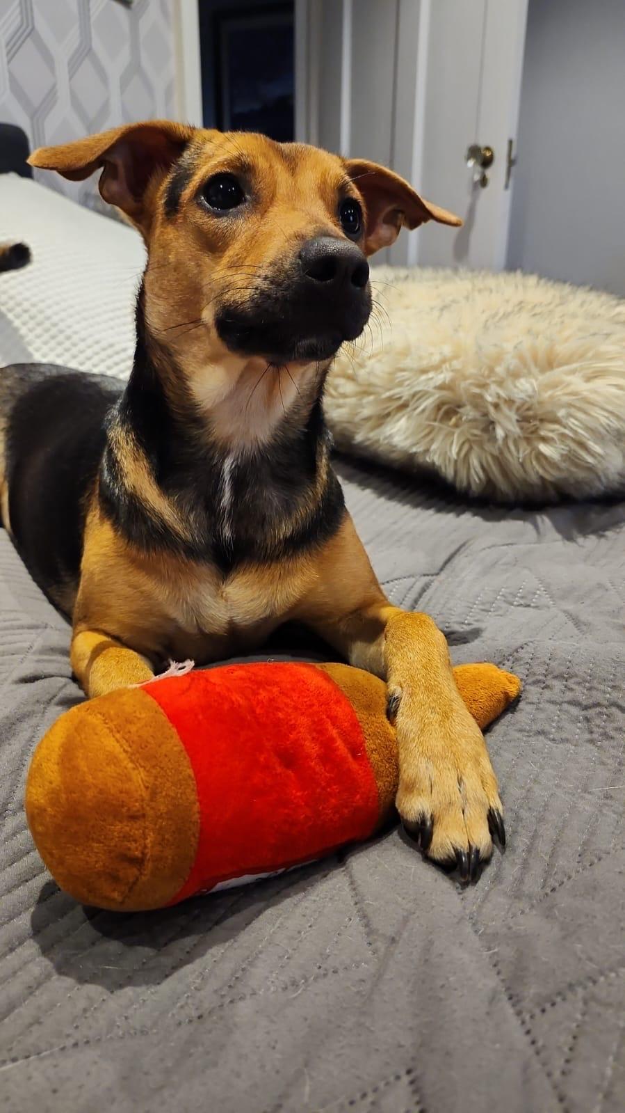 Enlarge Pearletta, an adoptable Black Mouth Cur in Etobicoke, ON image 6/6