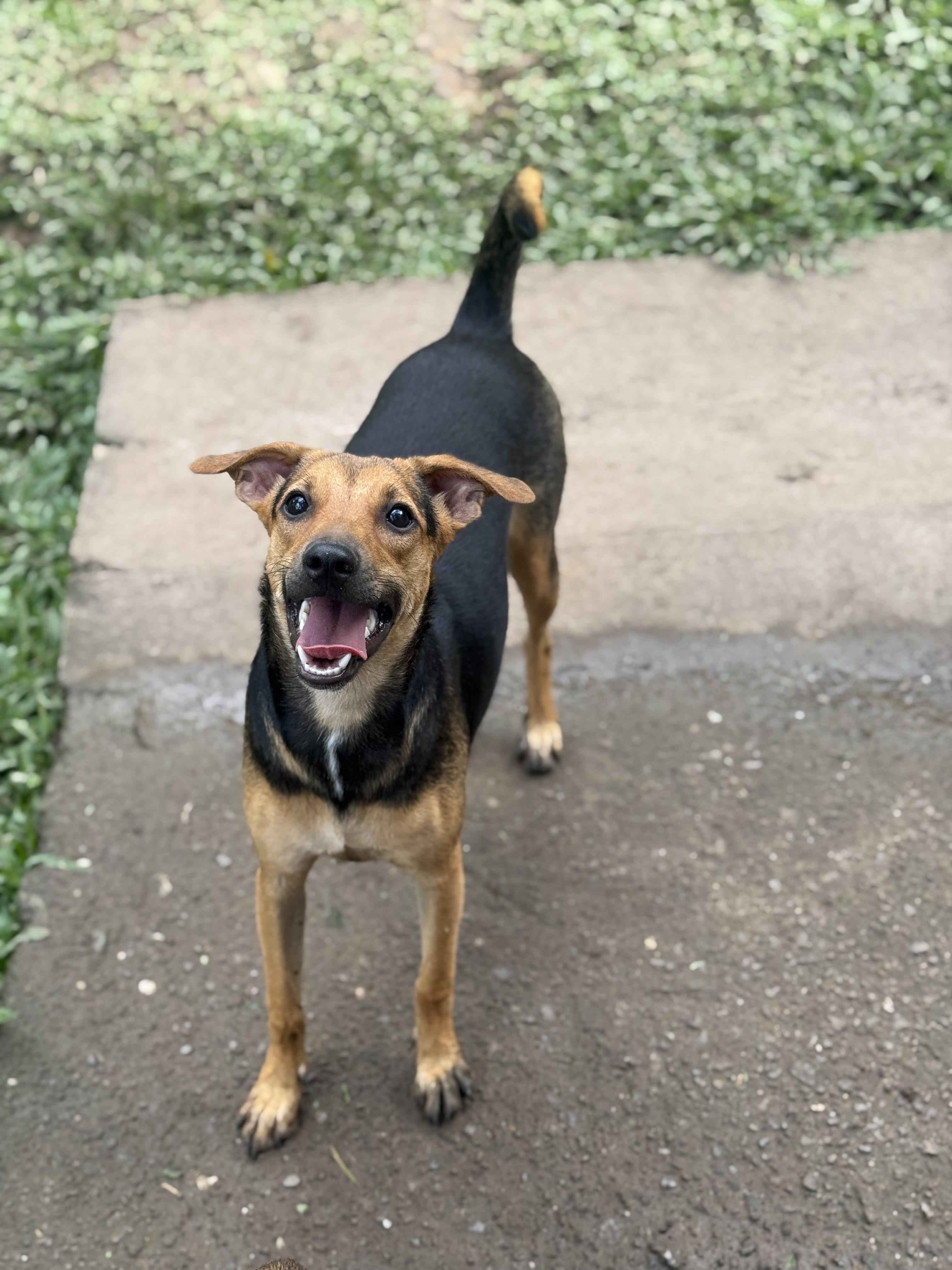 Pearletta, ADOPTABLE, Puppy Female Mixed Breed.