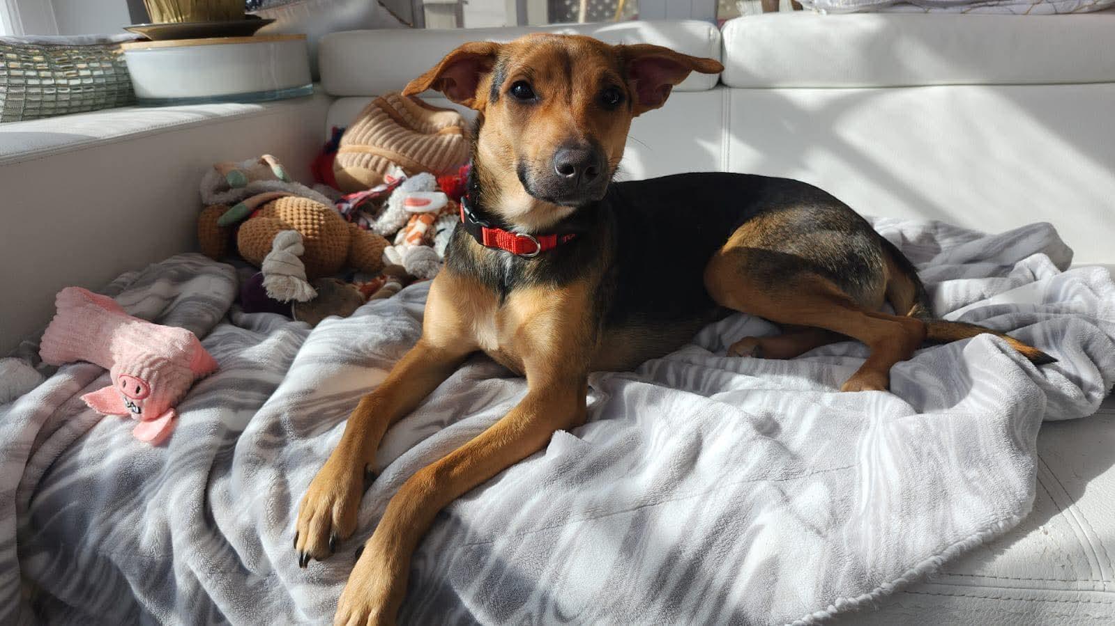 Pearletta, adoptable, Puppy Female Black Mouth Cur.