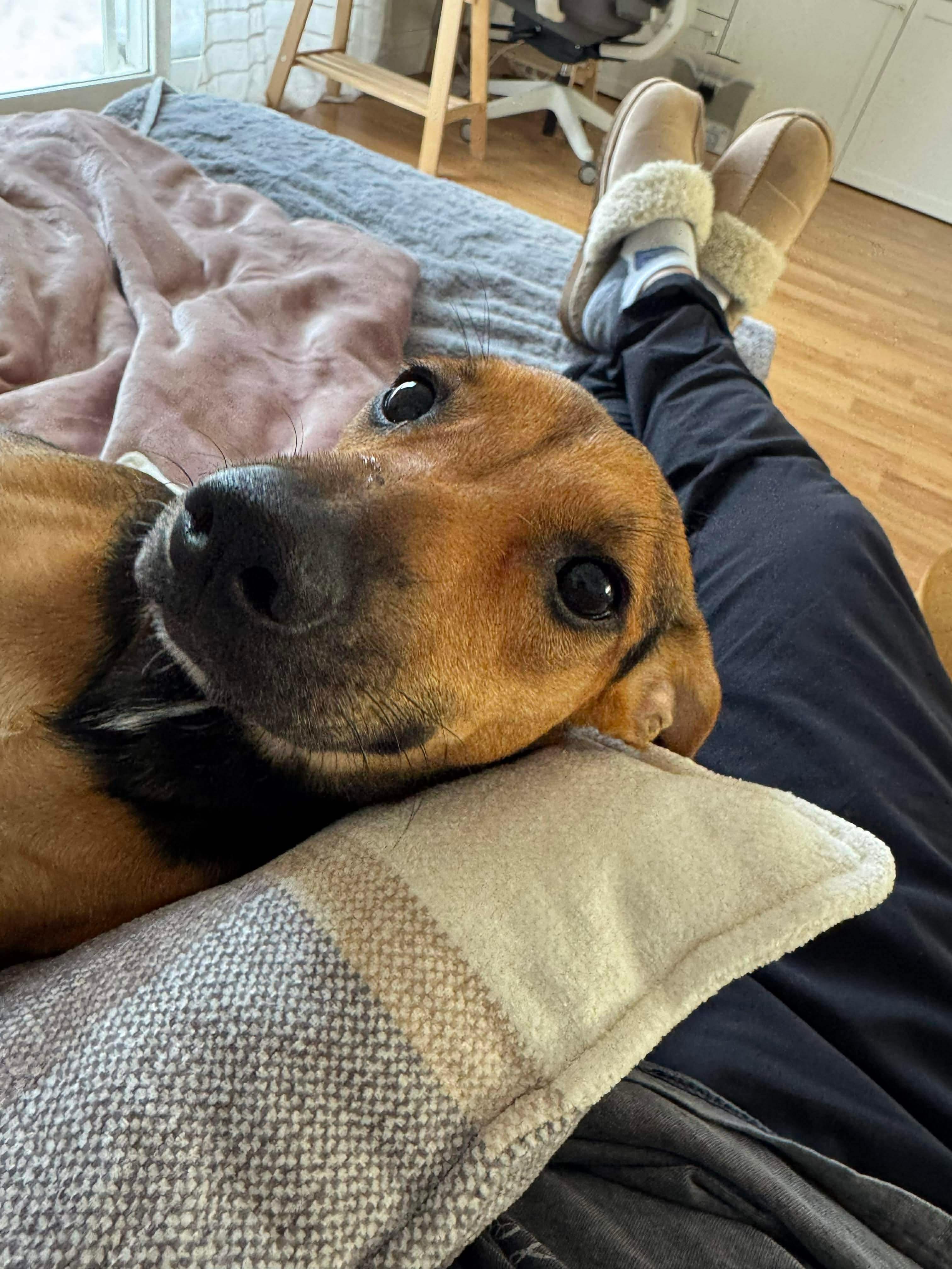 Pearletta, a ADOPTABLE Mixed Breed in Etobicoke, ON image 1/3