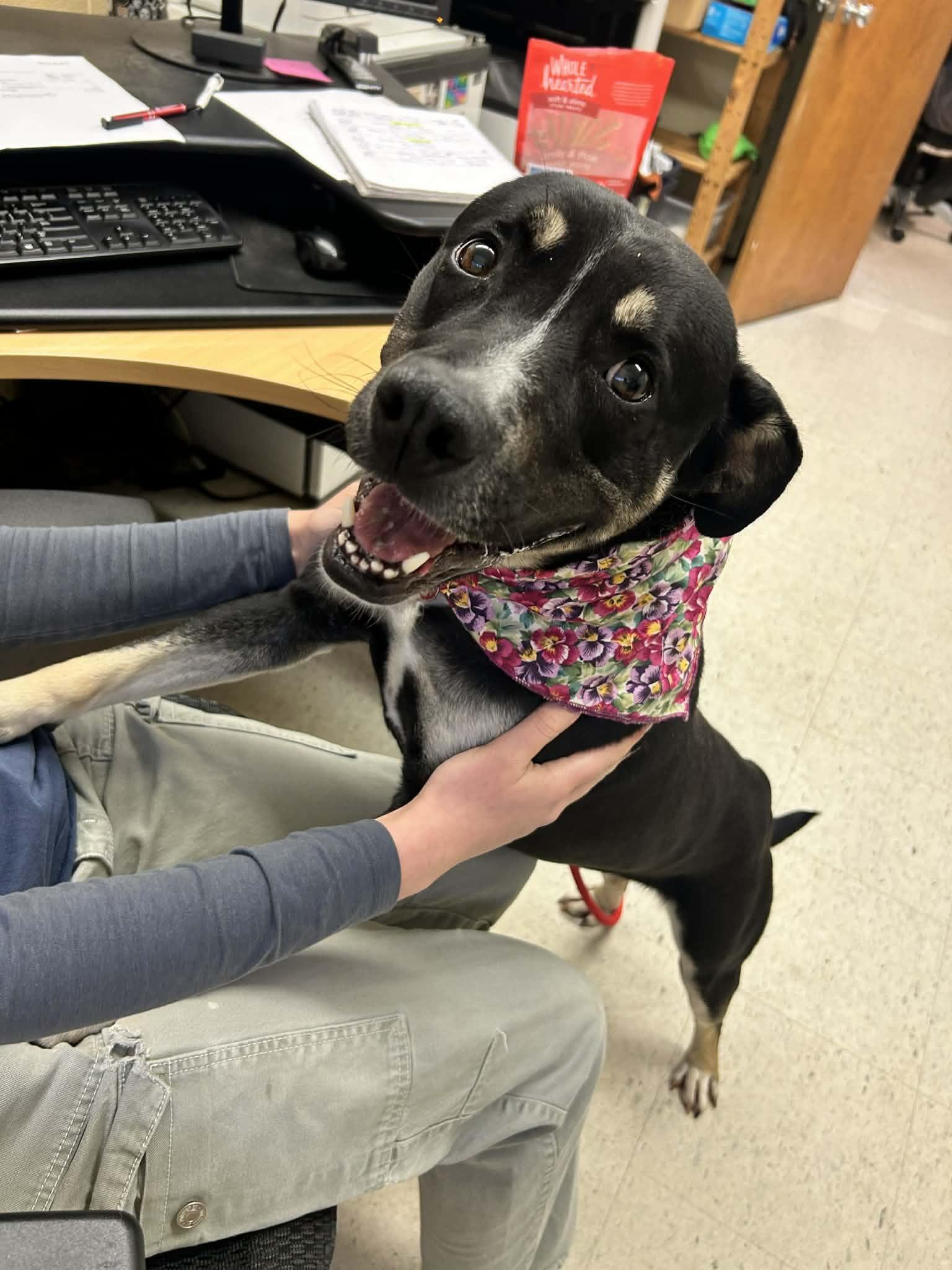 Enlarge Caribou, a ADOPTABLE mixed breed in Grants Pass, OR image 2/5