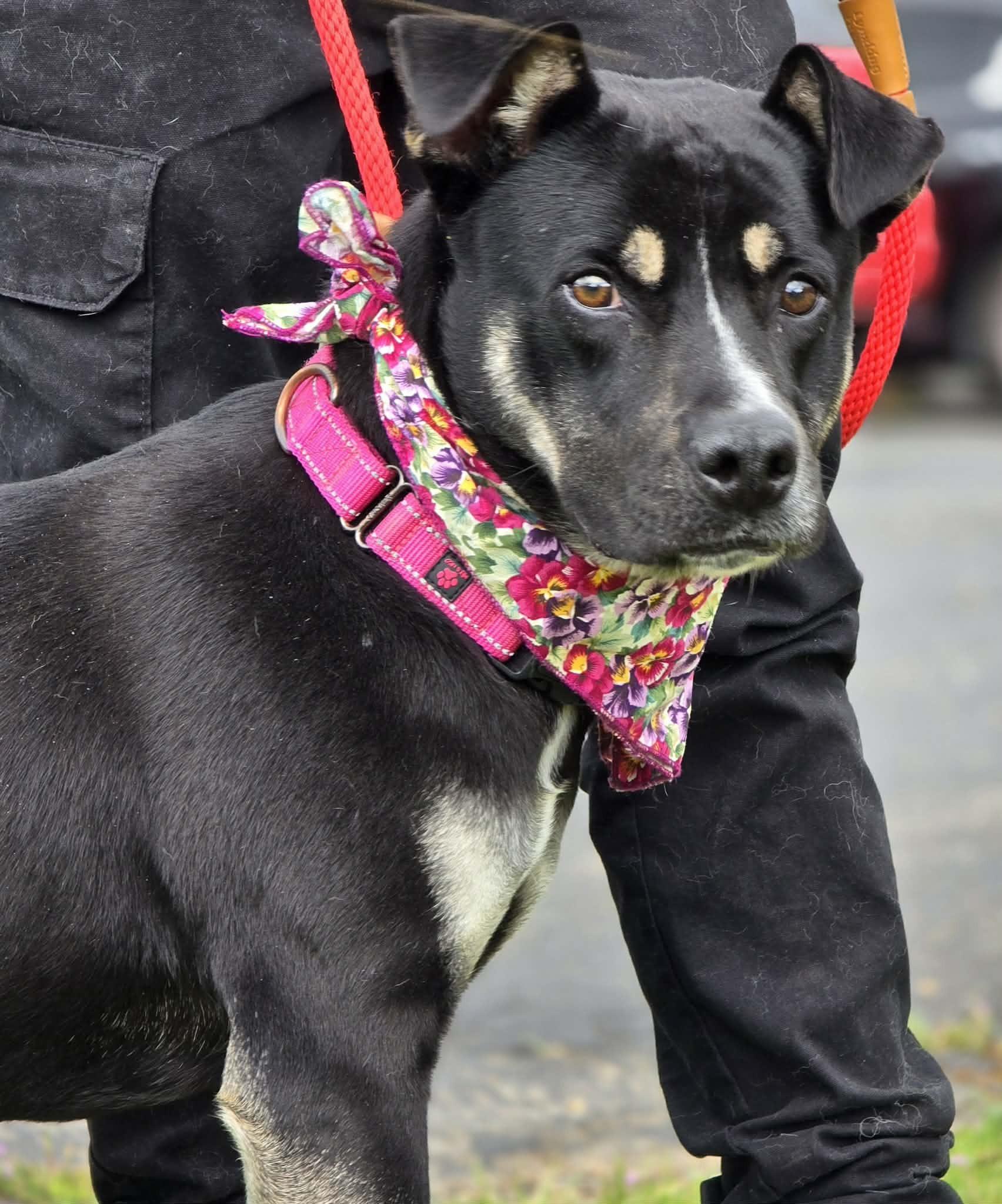 Caribou, ADOPTABLE, Adult Female Pit Bull Terrier.