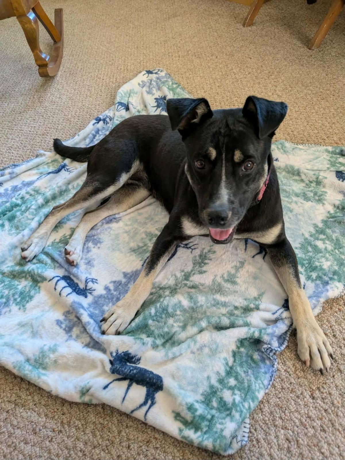 Enlarge Caribou, an adoptable mixed breed in Grants Pass, OR image 4/6