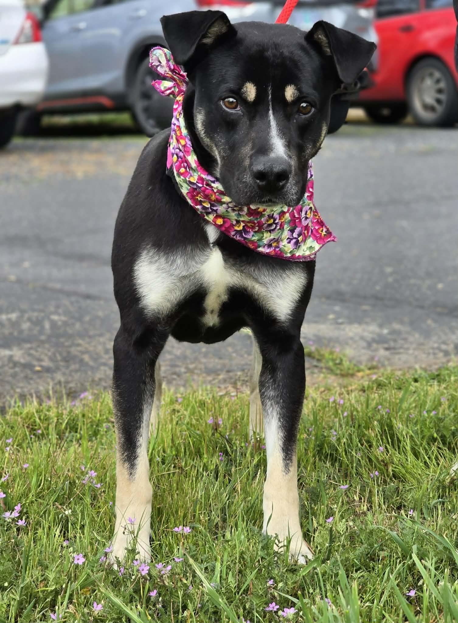 Enlarge Caribou, a ADOPTABLE mixed breed in Grants Pass, OR image 3/5