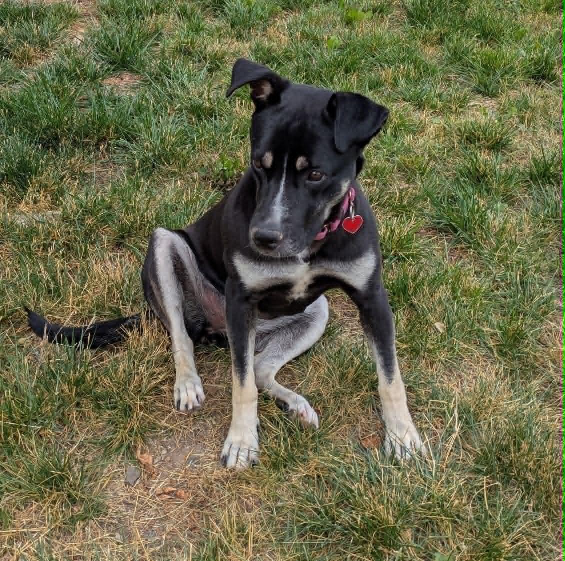 Enlarge Caribou, an adoptable mixed breed in Grants Pass, OR image 2/6
