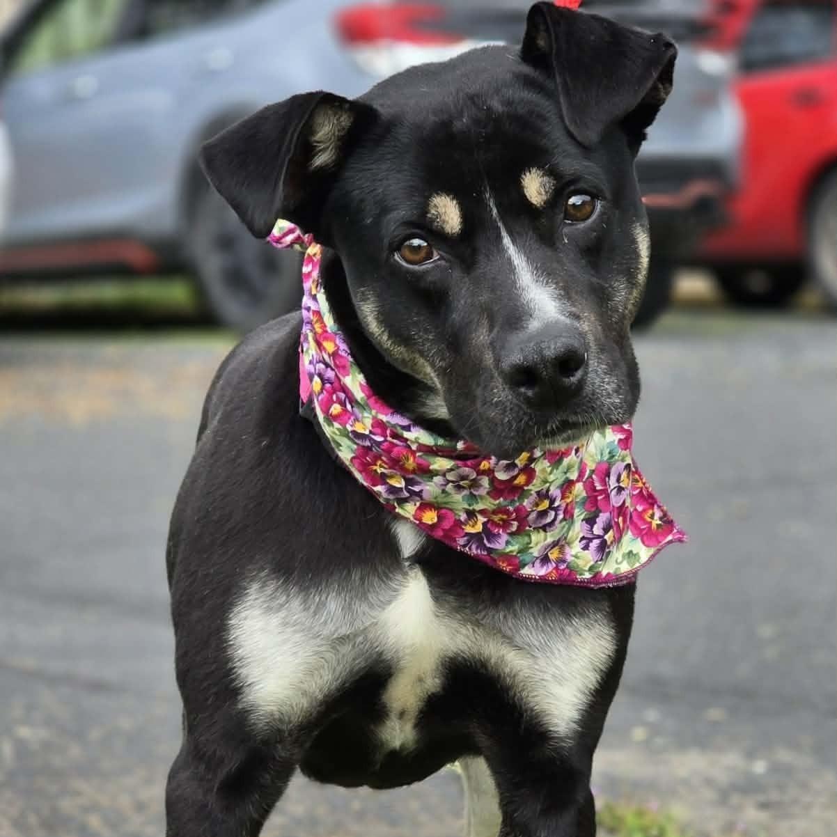 Enlarge Caribou, an adoptable mixed breed in Grants Pass, OR image 1/6