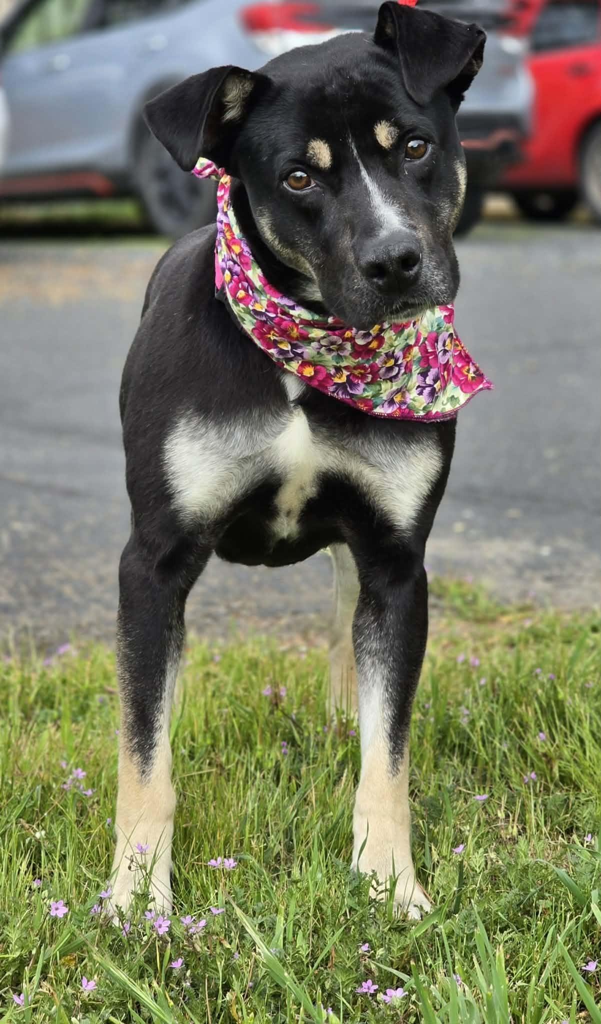 Enlarge Caribou, a ADOPTABLE mixed breed in Grants Pass, OR image 5/5