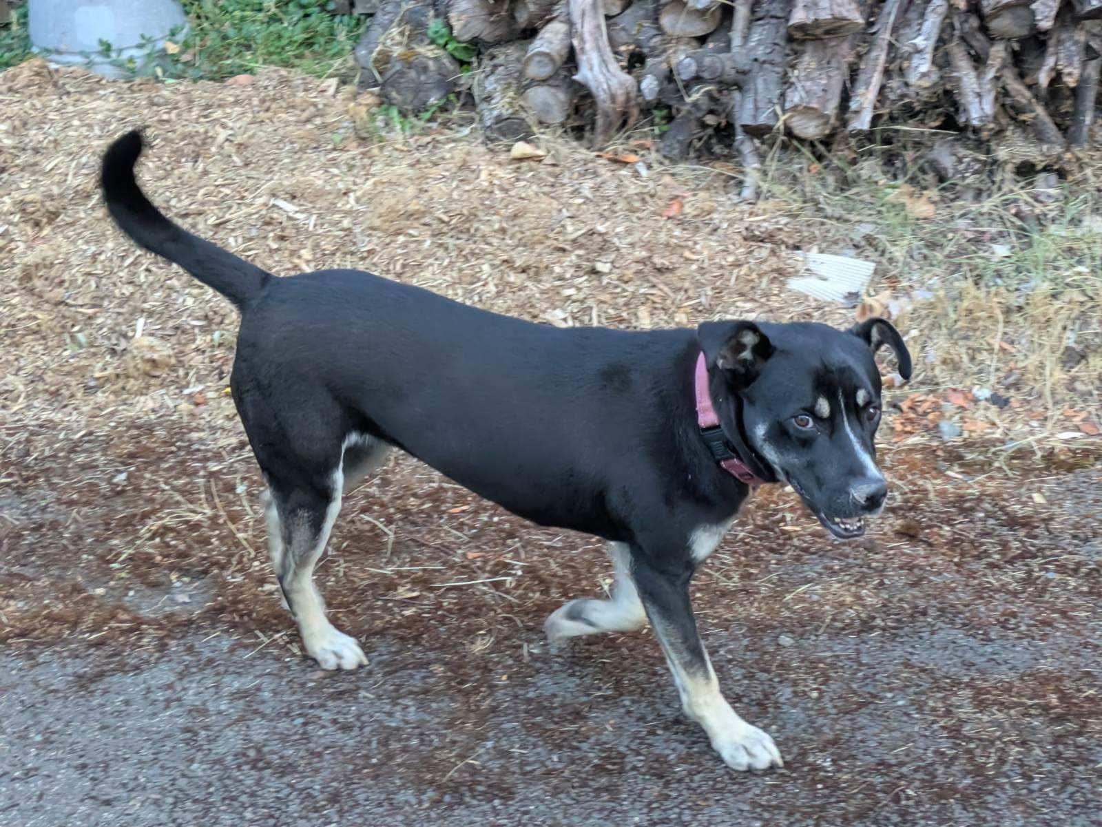 Enlarge Caribou, an adoptable mixed breed in Grants Pass, OR image 6/6