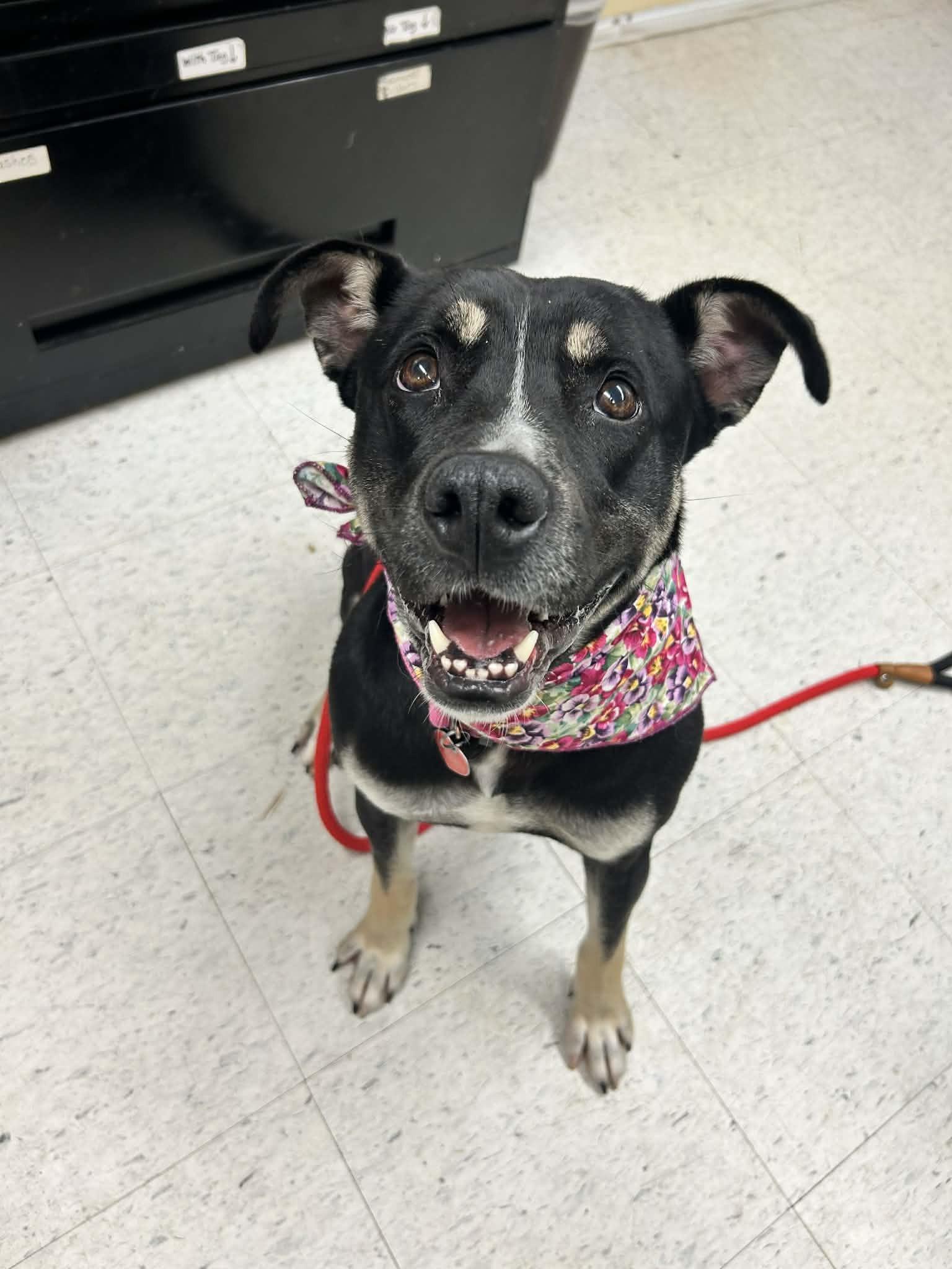 Enlarge Caribou, a ADOPTABLE mixed breed in Grants Pass, OR image 4/5