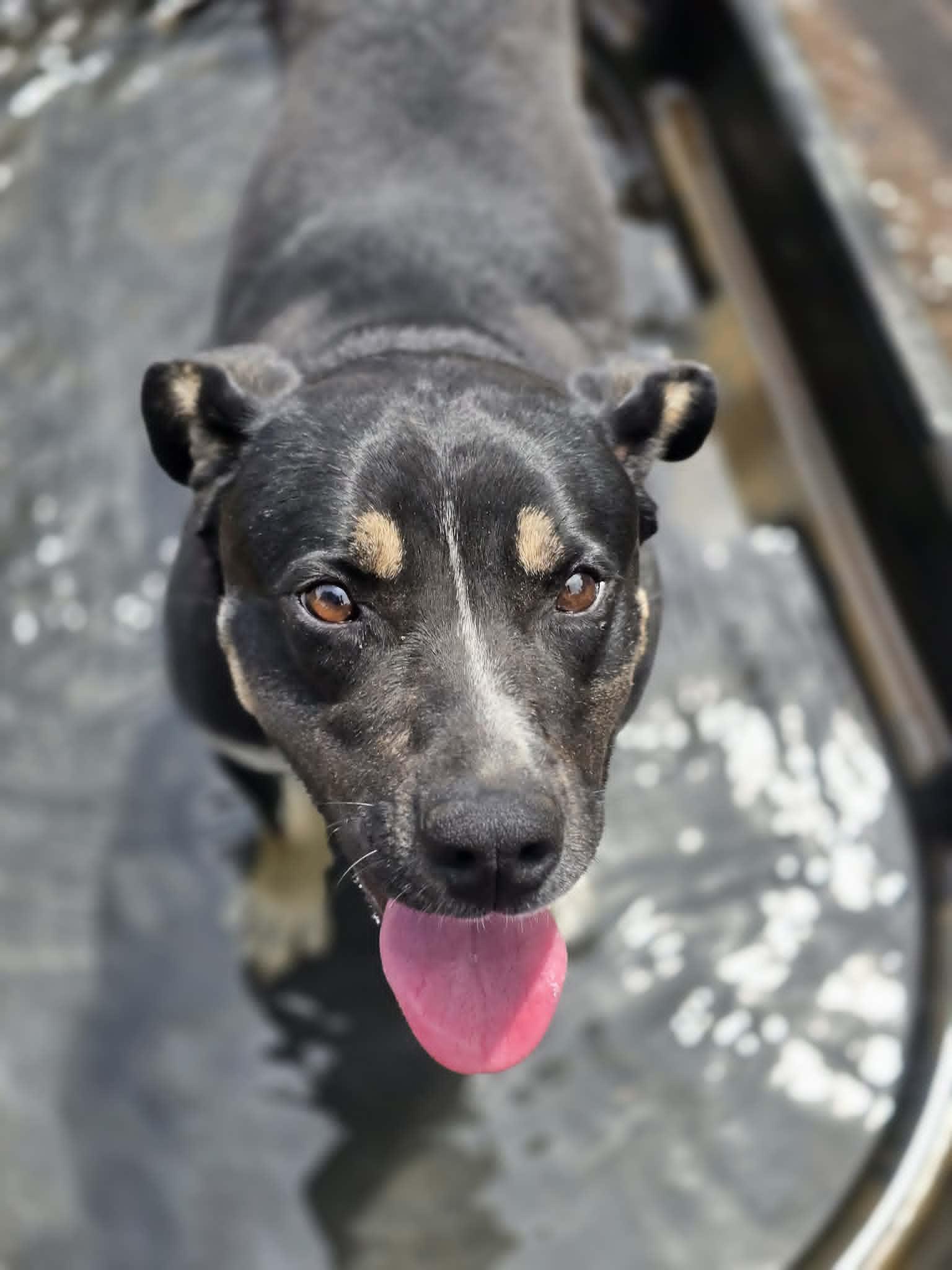 Enlarge Caribou, an adoptable mixed breed in Grants Pass, OR image 2/6
