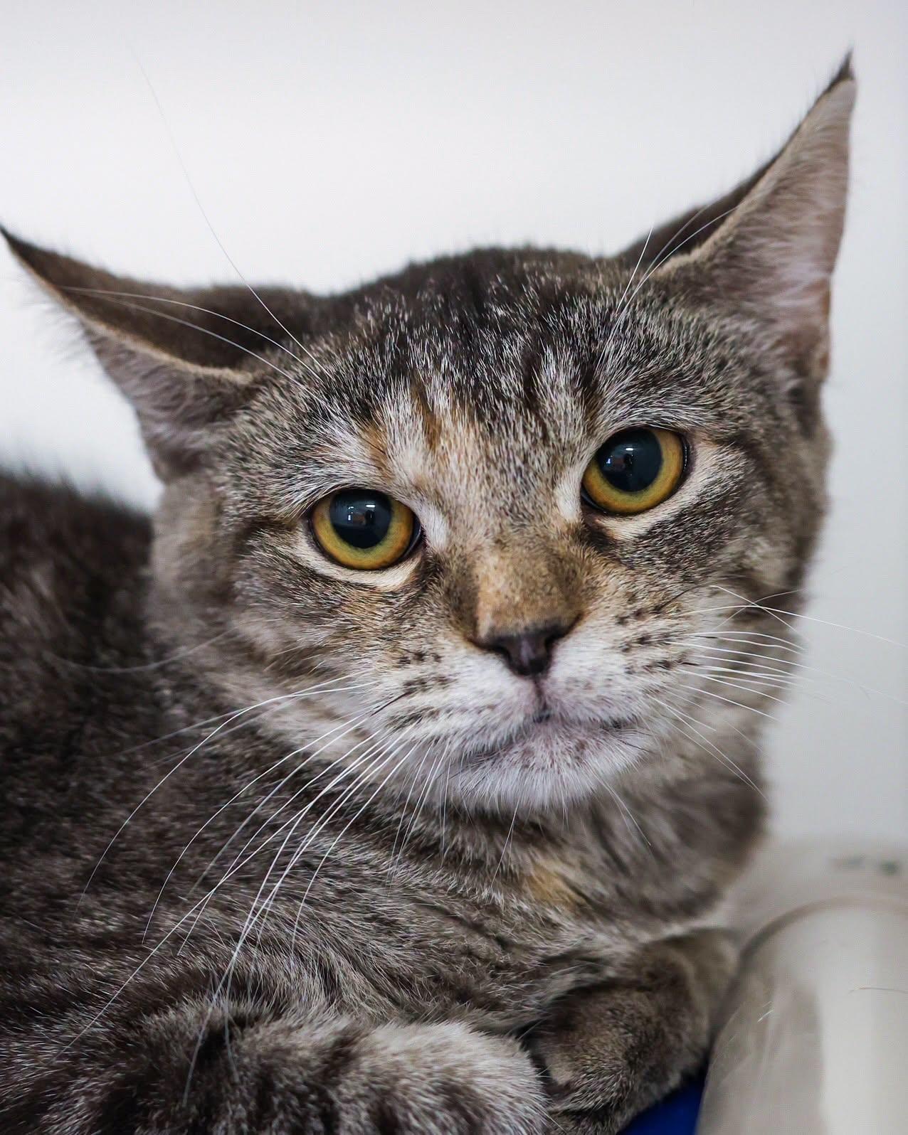 CINDY CLAWFORD (0600), ADOPTABLE, Young Female Domestic Short Hair.