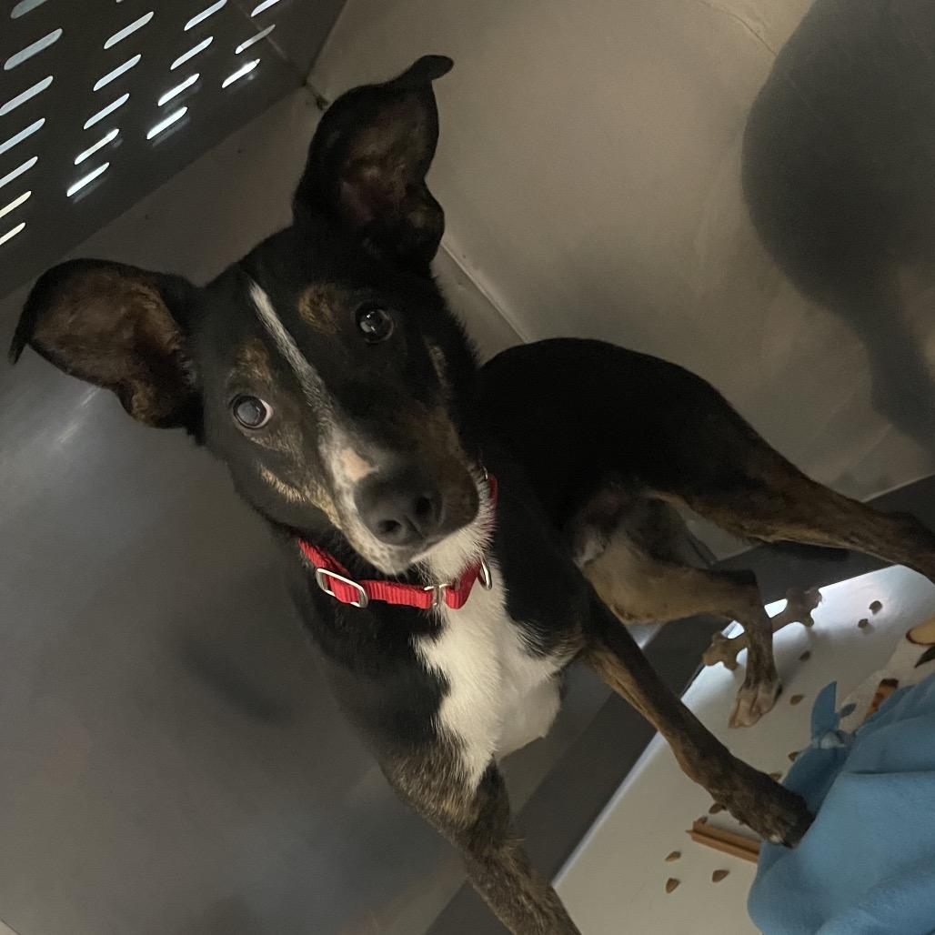 Enlarge Hector, a Adoptable Mixed Breed in Saint Charles, MO image 1/6