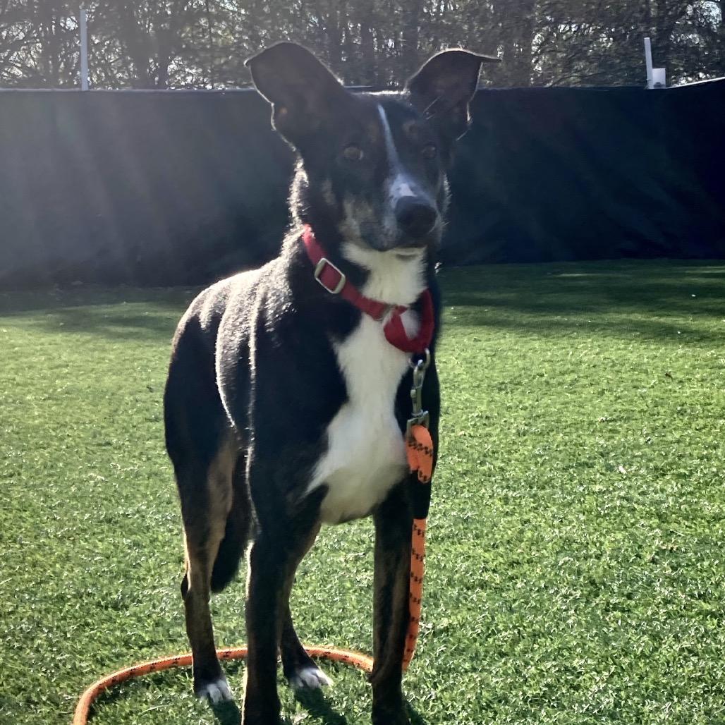 Enlarge Hector, a Adoptable Mixed Breed in Saint Charles, MO image 2/6