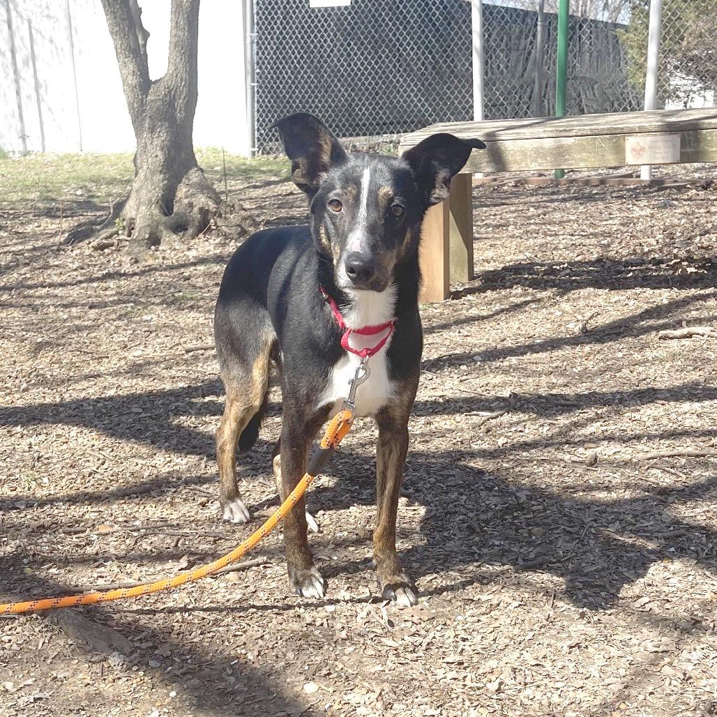 Enlarge Hector, a Adoptable Mixed Breed in Saint Charles, MO image 3/6