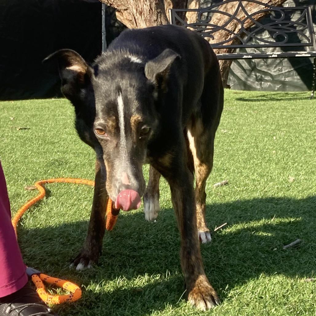 Enlarge Hector, a Adoptable Mixed Breed in Saint Charles, MO image 4/6