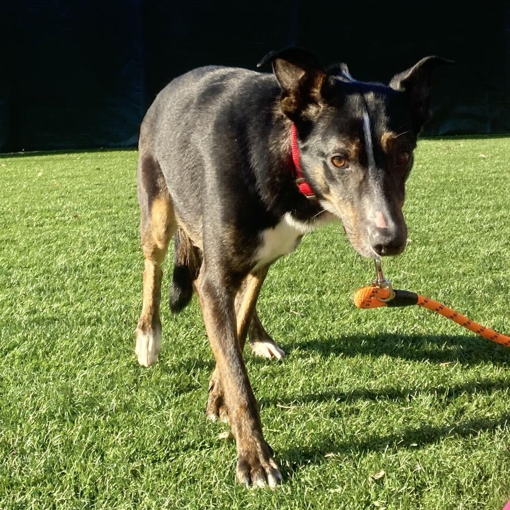 Enlarge Hector, a Adoptable Mixed Breed in Saint Charles, MO image 5/6