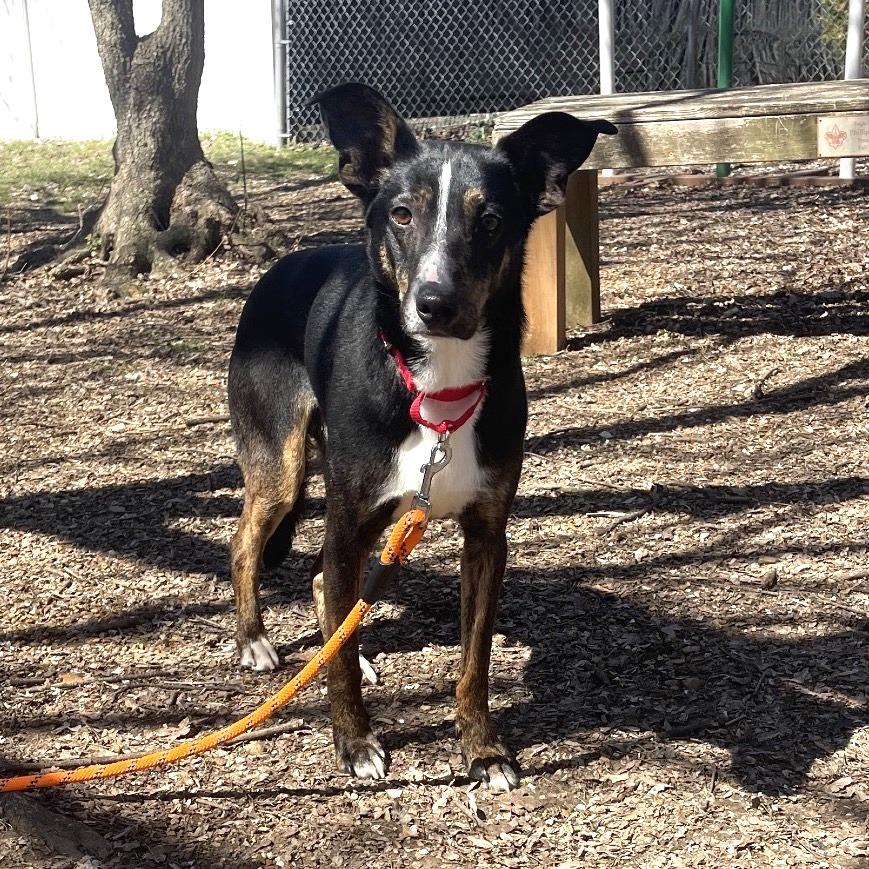 Enlarge Hector, a Adoptable Mixed Breed in Saint Charles, MO image 6/6