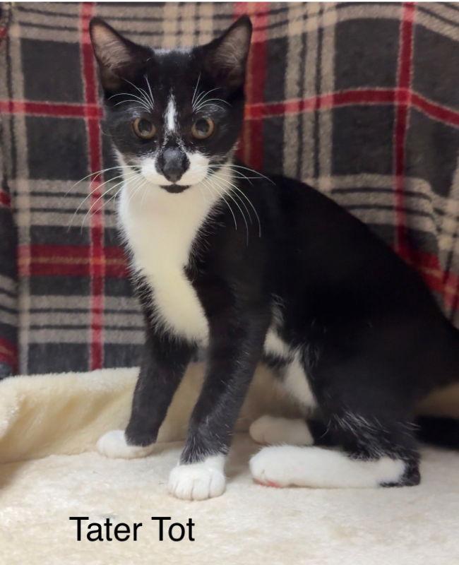 Enlarge Tater Tot, a Adoptable Tuxedo in Knoxville, TN image 1/3