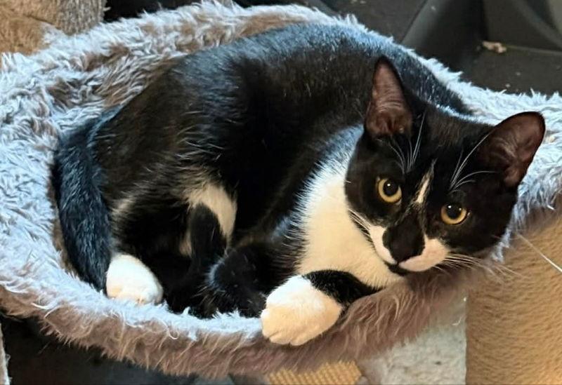 Tater Tot, Adoptable, Young Male Tuxedo.