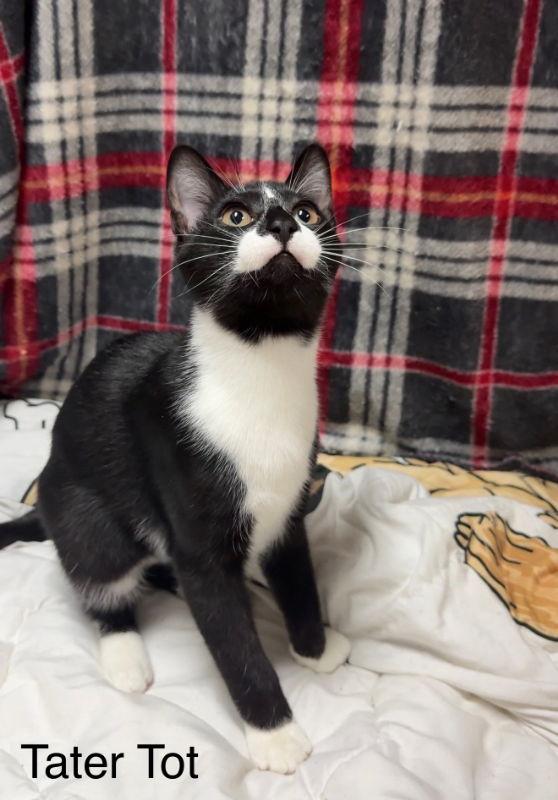 Enlarge Tater Tot, a Adoptable Tuxedo in Knoxville, TN image 3/3