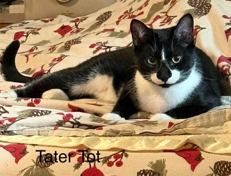 Enlarge Tater Tot, a Adoptable Tuxedo in Knoxville, TN image 3/3