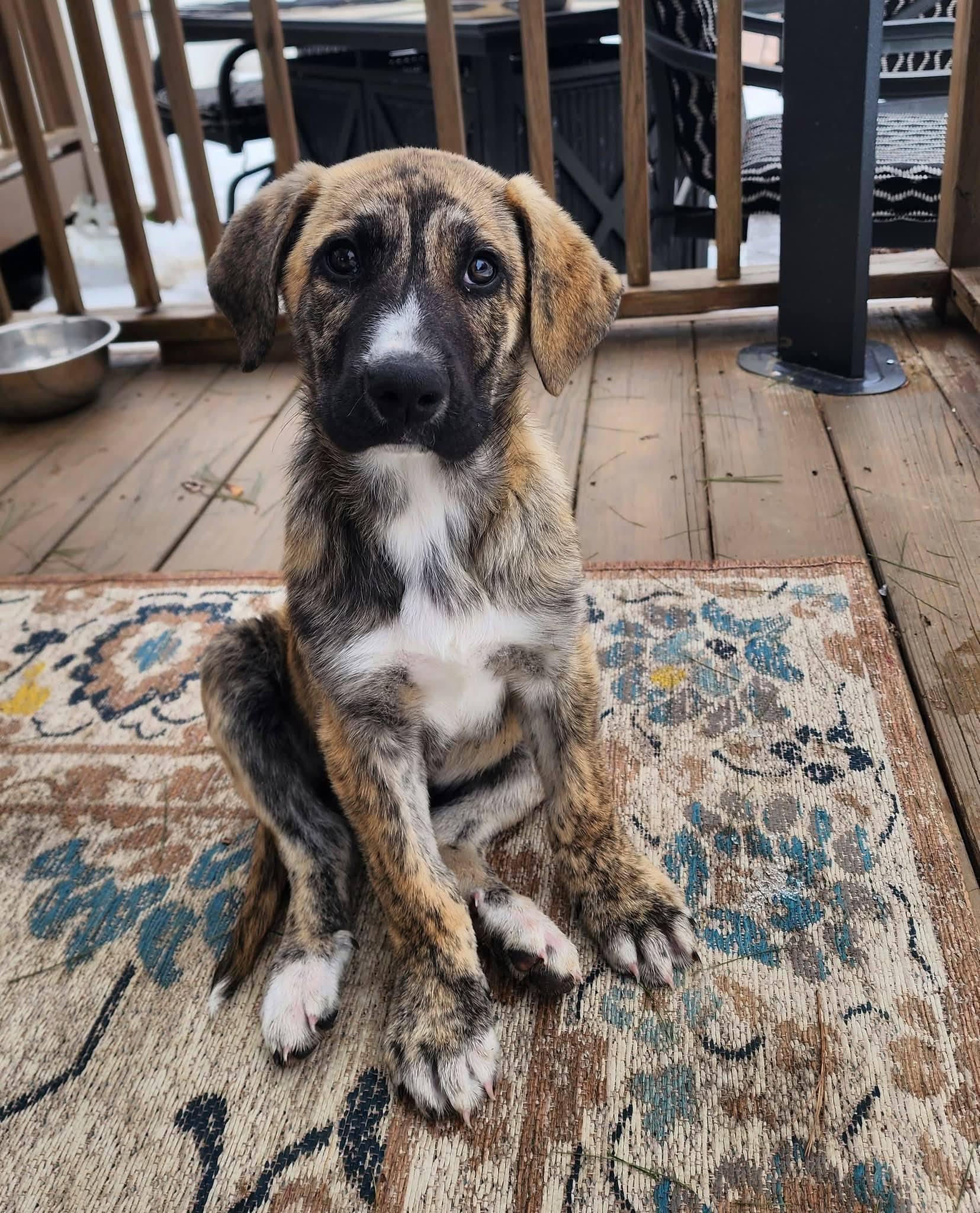 Dexter, adopted, Puppy Male Labrador Retriever & Great Pyrenees.