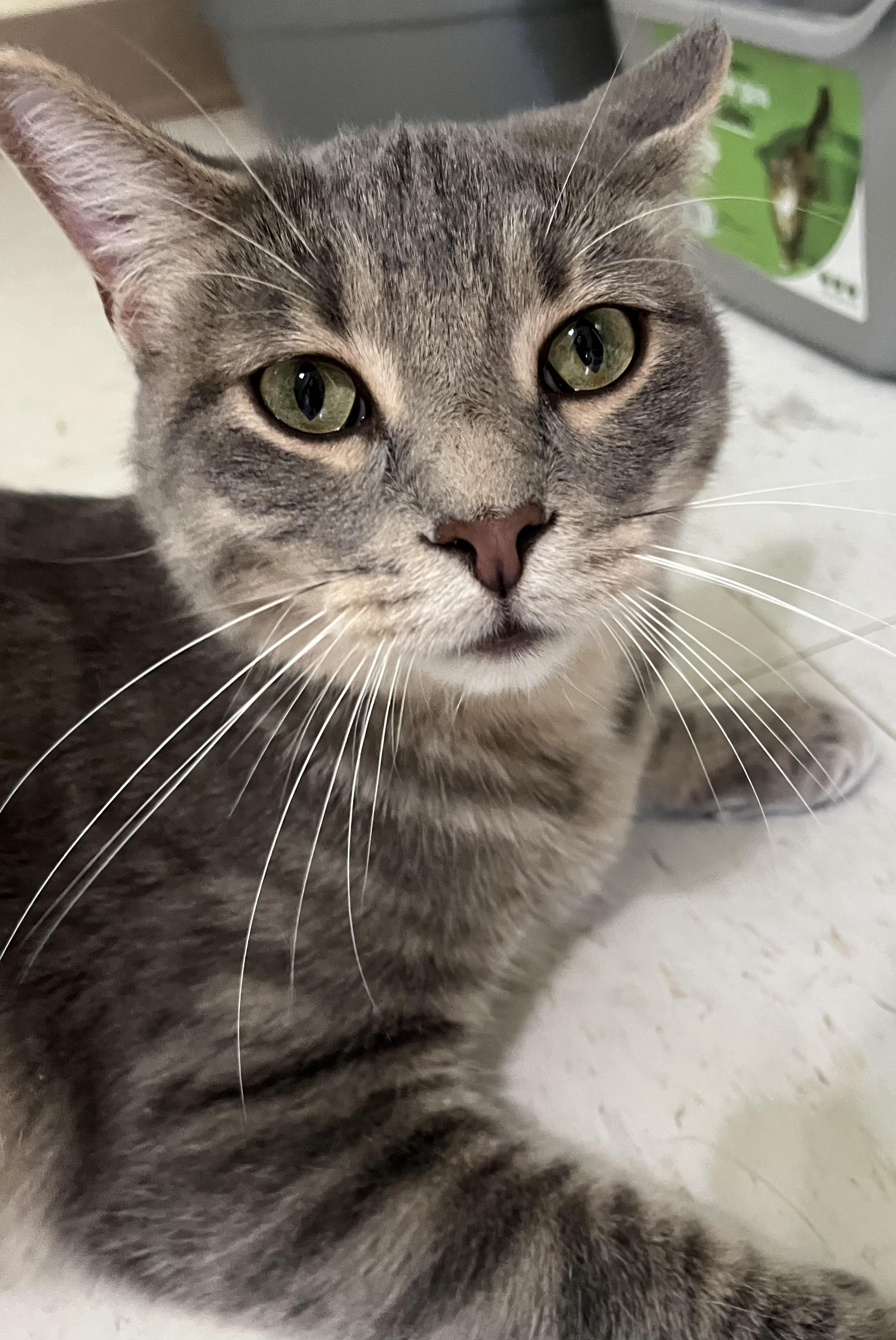 Enlarge Cloud, a Adoptable Domestic Short Hair in Moline, IL image 1/6