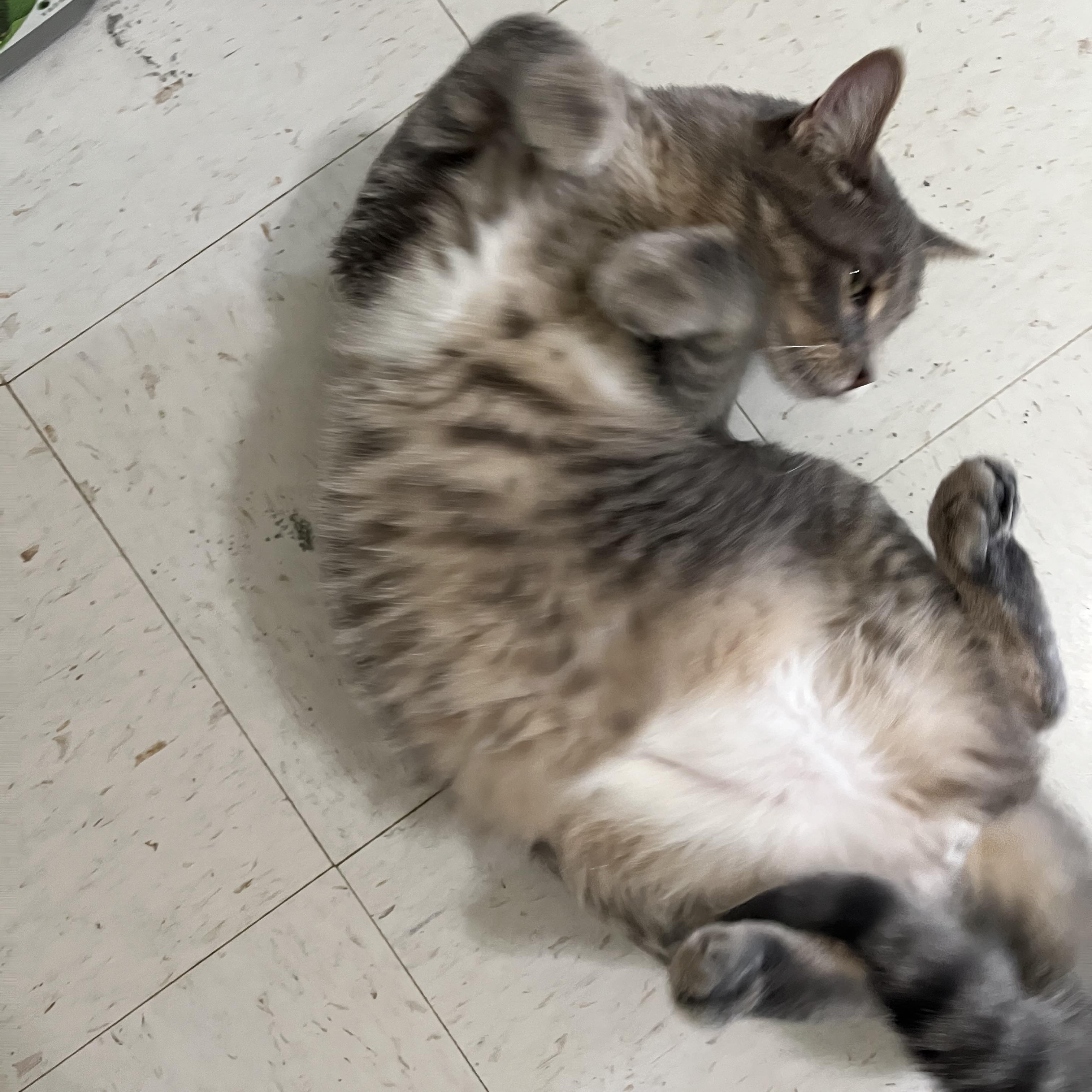 Enlarge Cloud, a Adoptable Domestic Short Hair in Moline, IL image 6/6