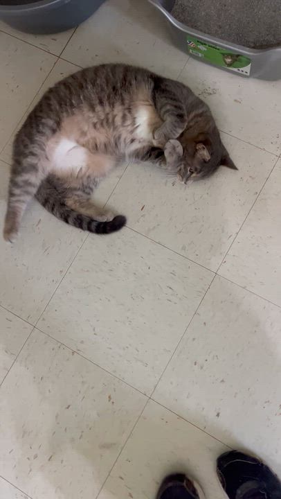 Enlarge Cloud, a Adoptable Domestic Short Hair in Moline, IL video 3/6