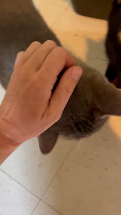 Enlarge Cloud, a Adoptable Domestic Short Hair in Moline, IL video 4/6