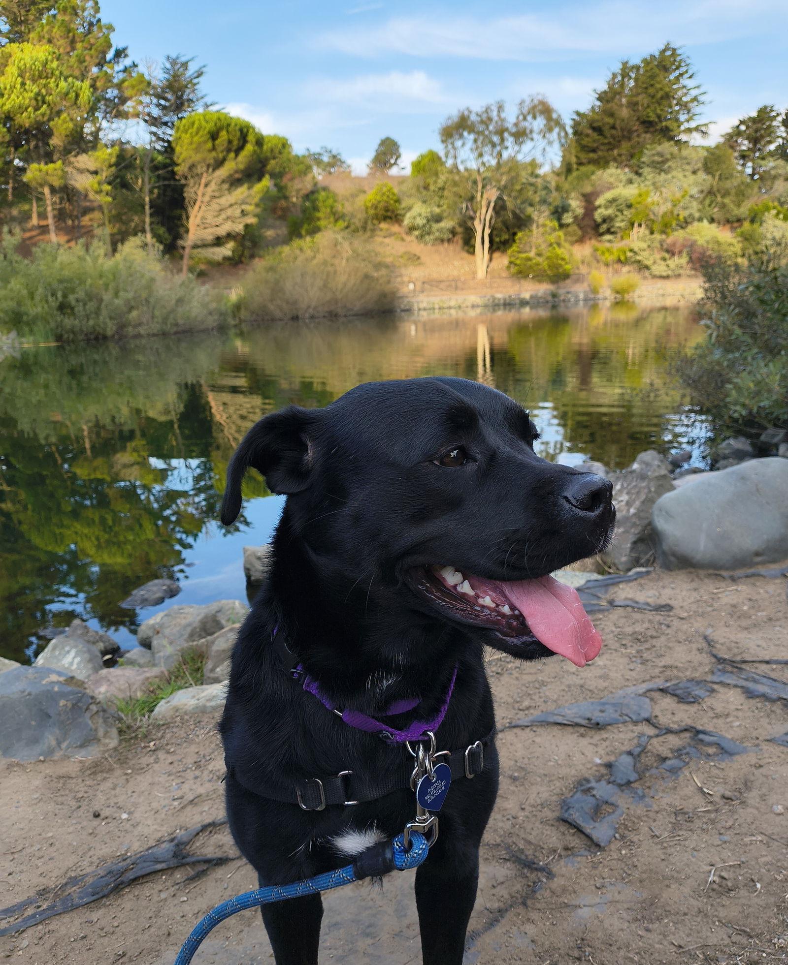 Enlarge Jan, a Adoptable mixed breed in Burlingame, CA image 1/3